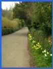 Daffodils by the road in Froggatt Village .